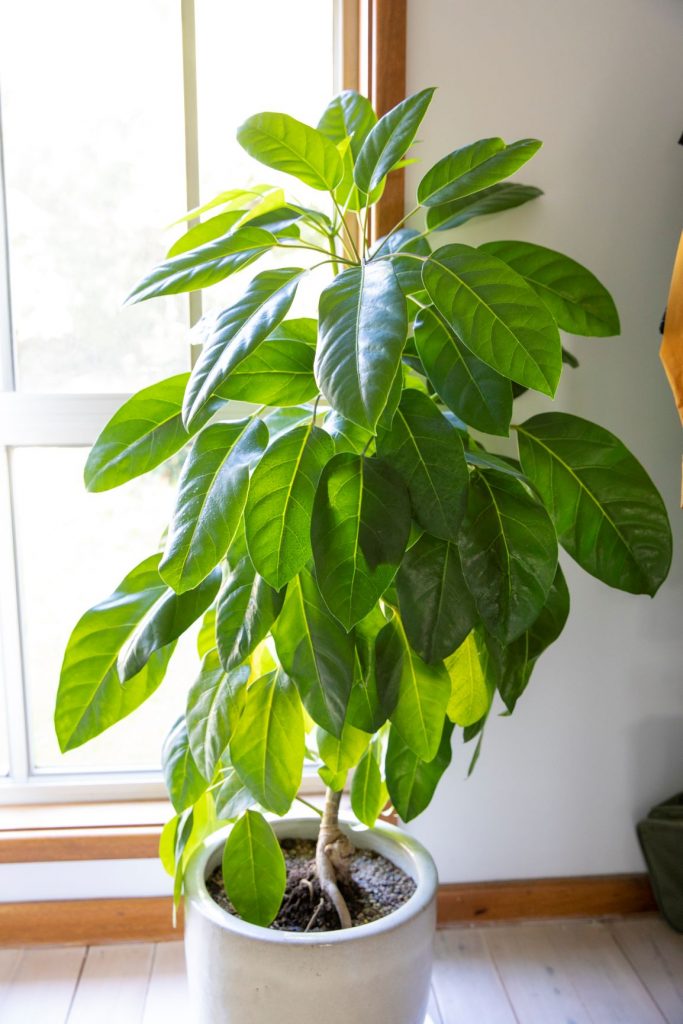 green thumb plants