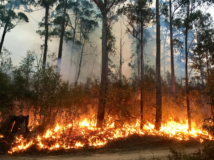 bushfire