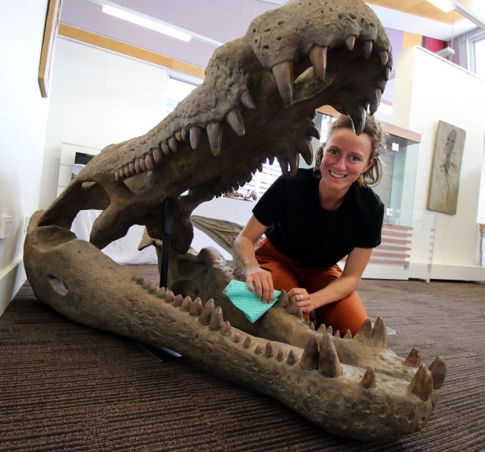 Lake Macquarie City Council's Cultural Projects Officer Meredith Downes polishes the teeth of a giant deinosuchus featuring in the upcoming exhibition.