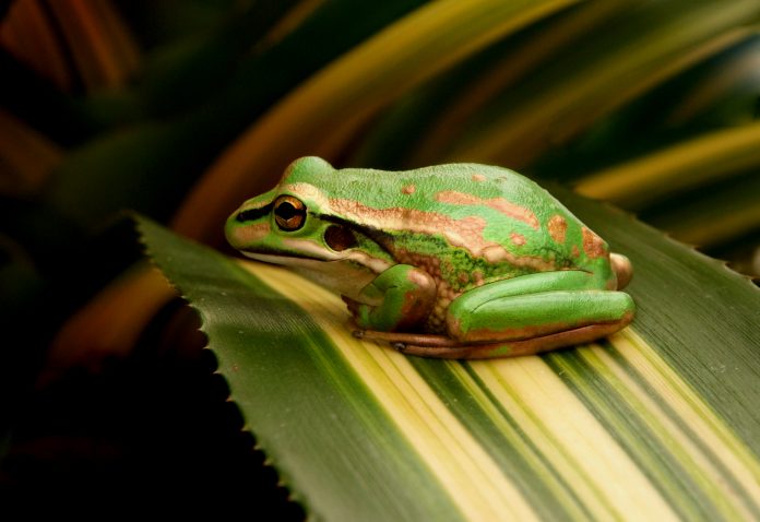 A green and golden bell frog.