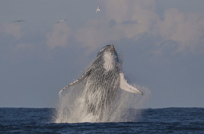 A humpback whale in Port Stephen