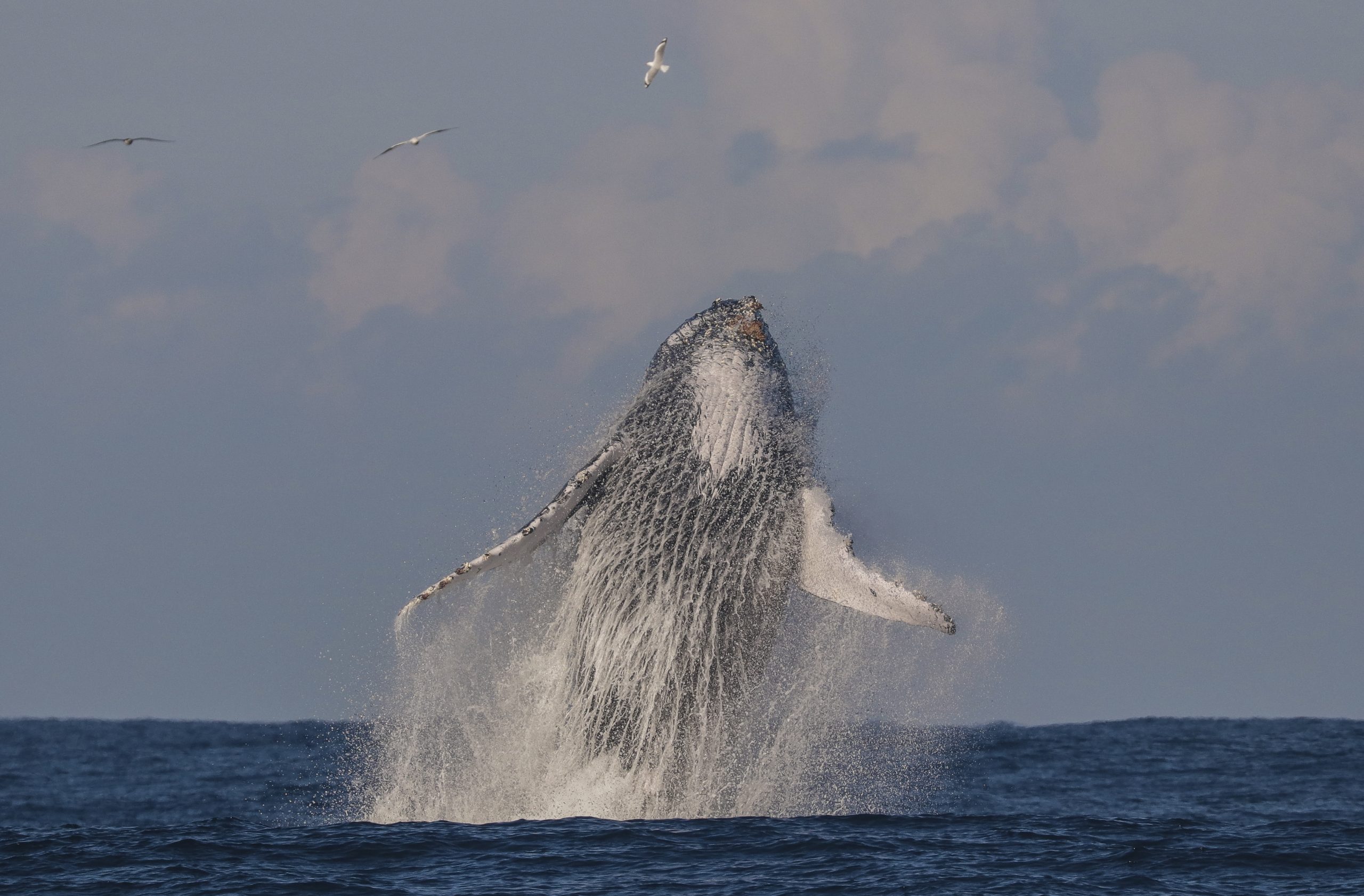 Whale watching season has liftoff with record numbers Newcastle Weekly
