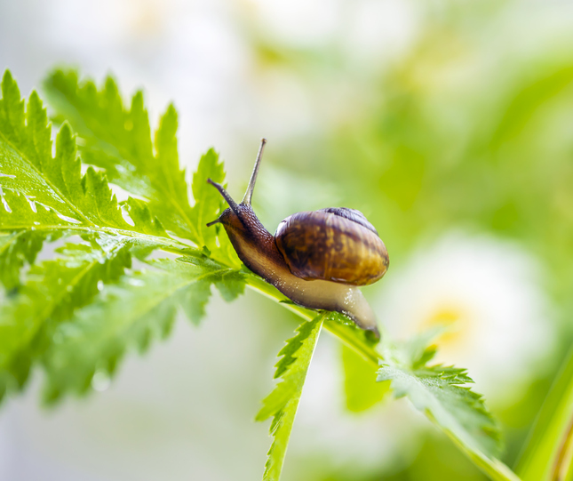 close up of snail on green plant