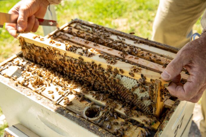 close up of beekeeping