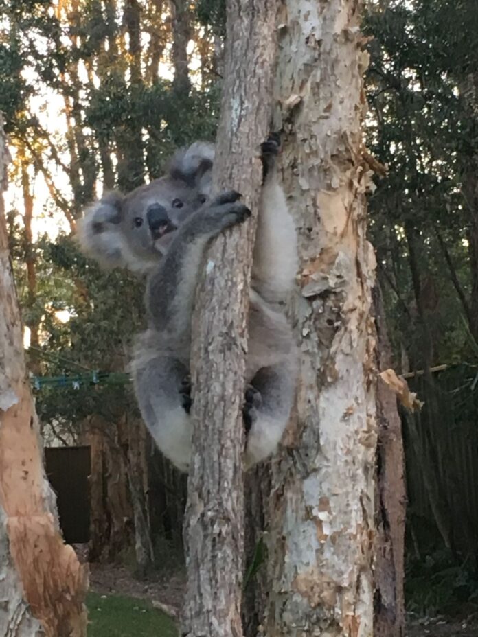 Morton older (option 1) koala in tree