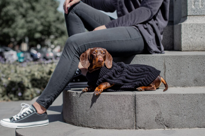 sausage dog wearing jumper