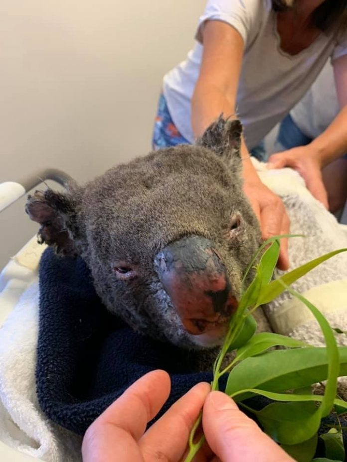 koala with burns at the vet