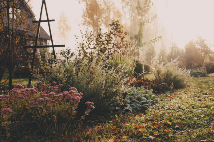 fog in early morning in late autumn or winter garden. Frosty beautiful rural view with pathway, lawn and plants.