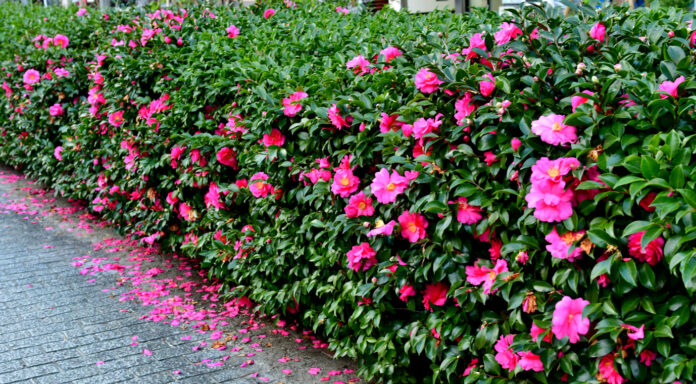 Camellia sasanqua flowers