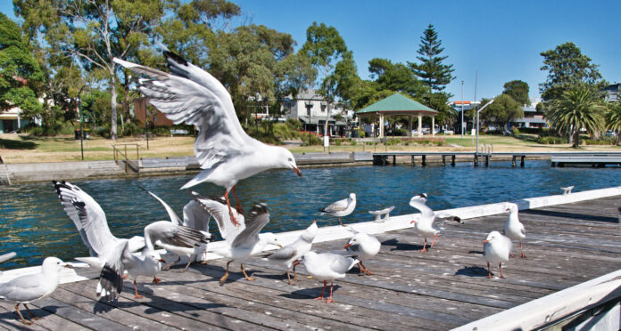 Seagulls at a marina fighting for food scraps.