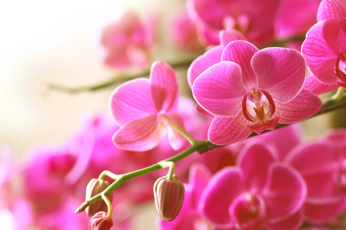 Blooming pink orchid on a green branch