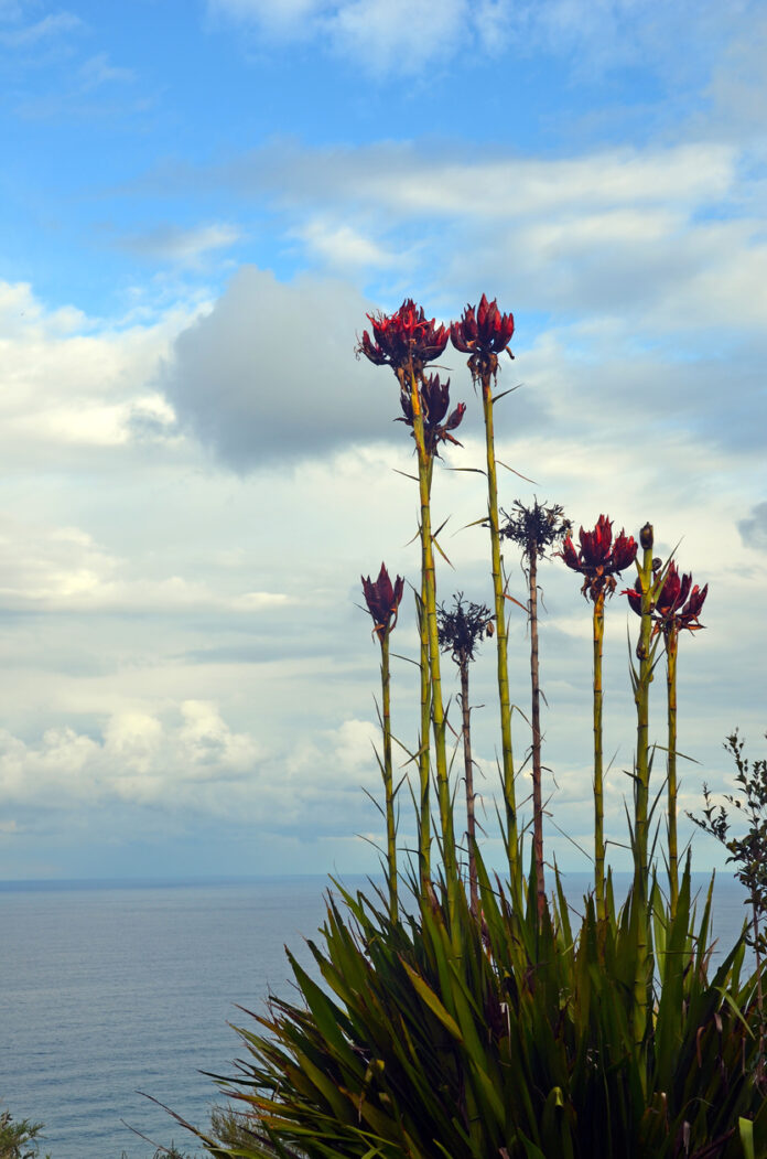 Tall flower spikes of the Gymea Lily