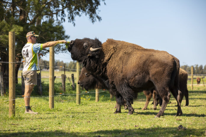 man feeding bison