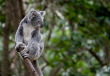 Port Stephens koalas ‘isolated’, according to new study koala on top of tree