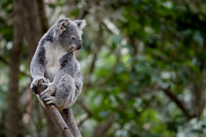 koala on top of tree