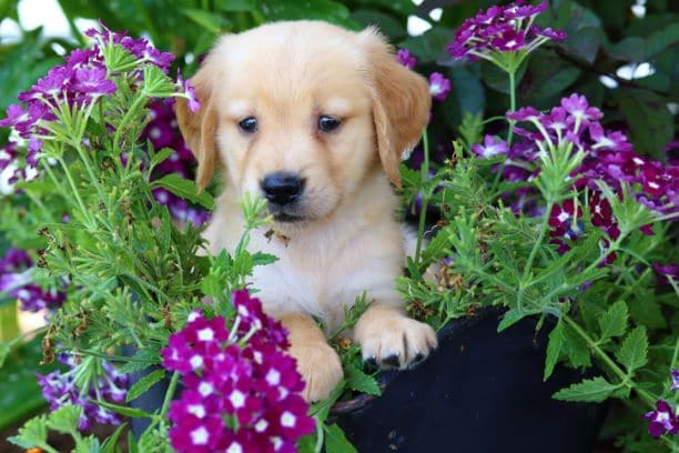 puppy in flowers