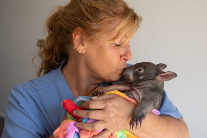 Cedar Creek Wombat Rescue co-founder Roz Holme with one of the wombats in her care.