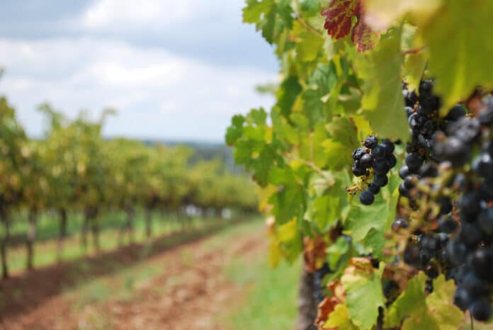 Wine