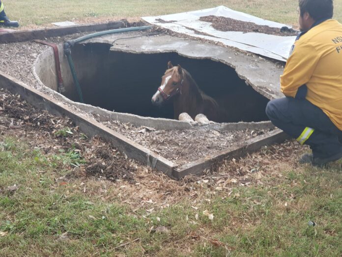 pony trapped in a well