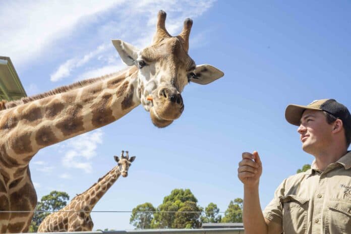 Hunter Valley Zoo Giraffe's