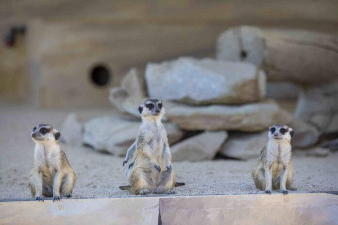 Hunter Valley Zoo meerkats