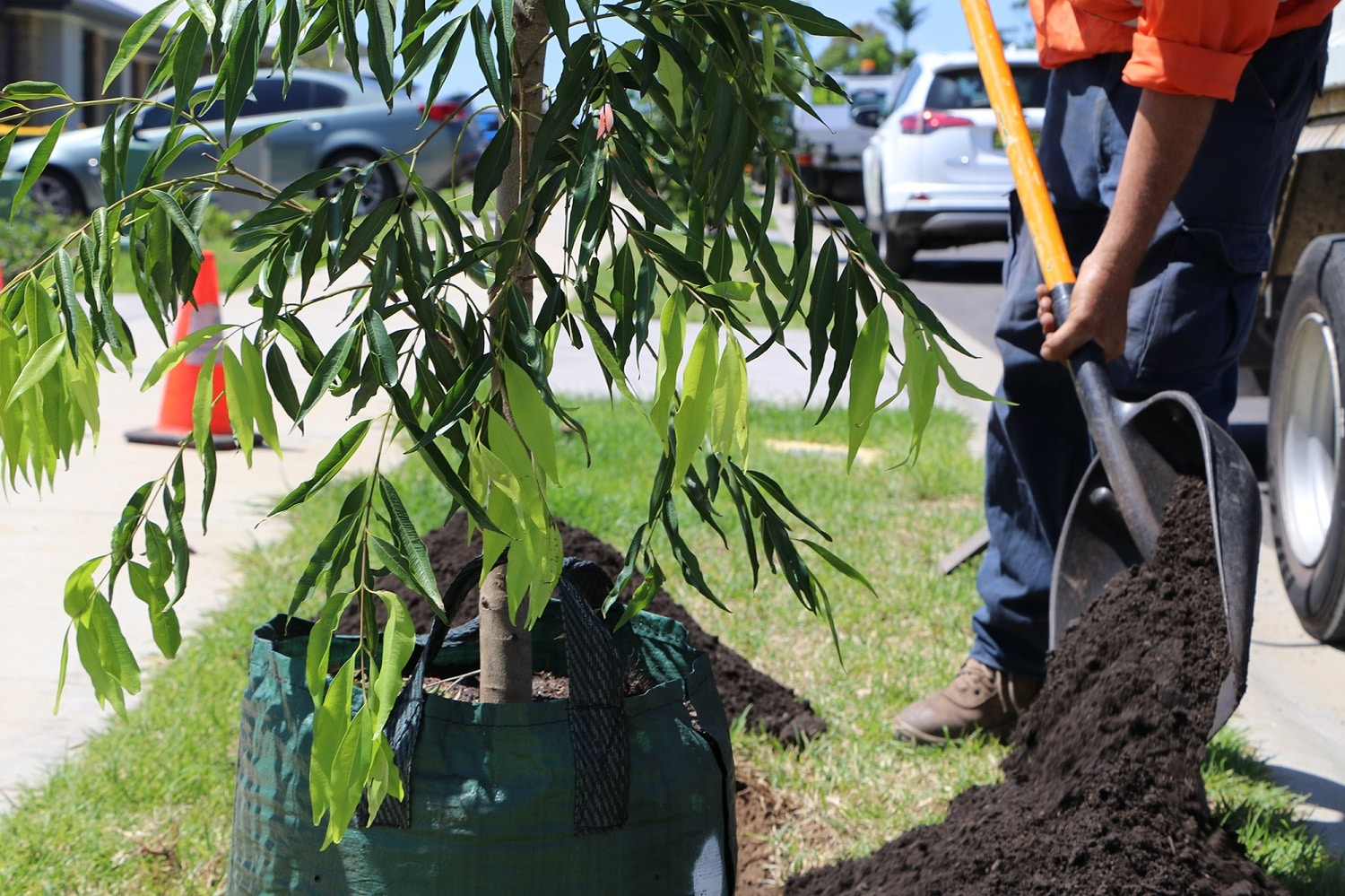 Council’s street tree planting breaks ground Newcastle Weekly