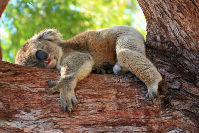 Sleep