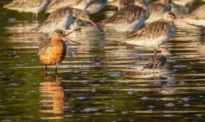 shorebirds