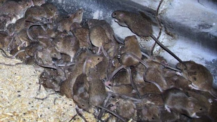 mice plague