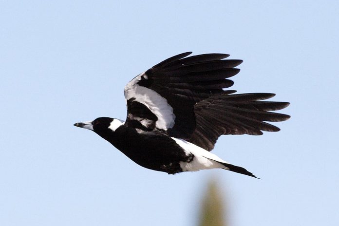 magpie swooping season