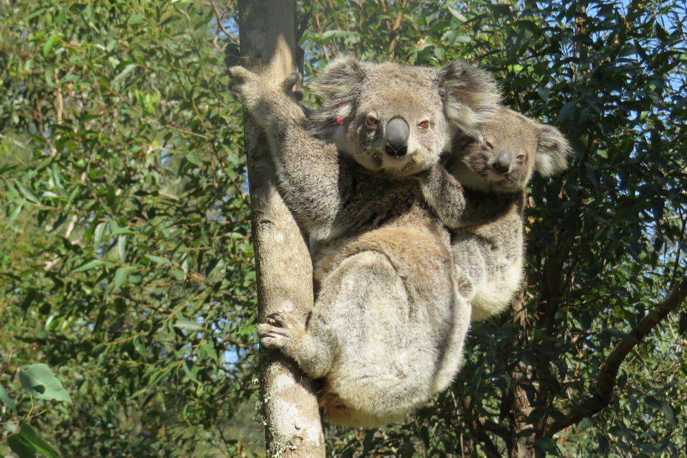 koala bushfire joey