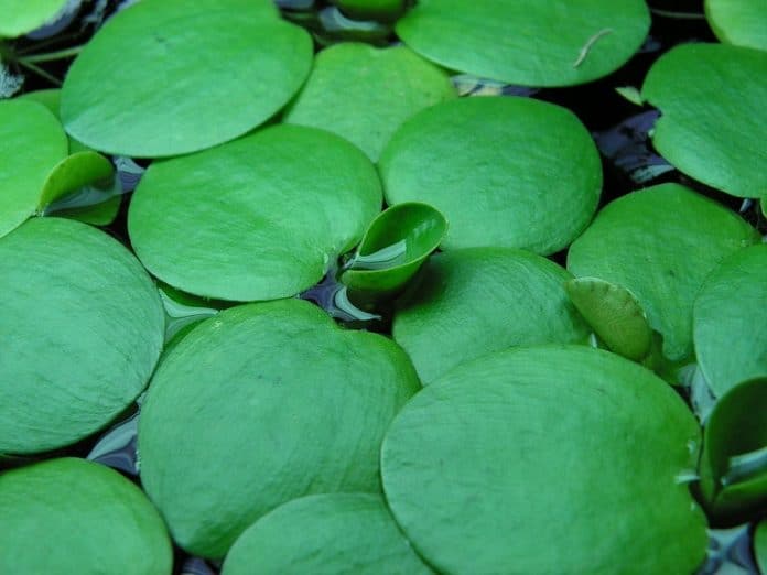 frogbit