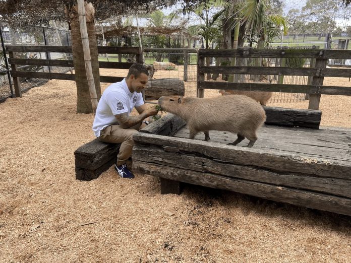 Chad feeding one of the capybaras