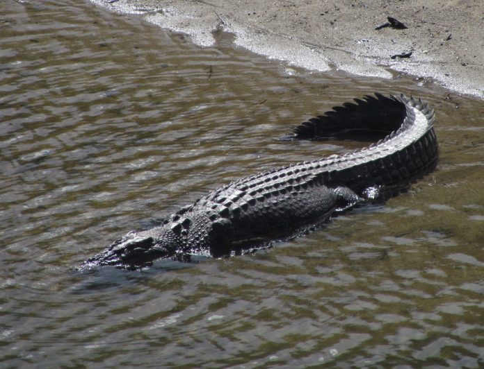 Queensland crocodile attack