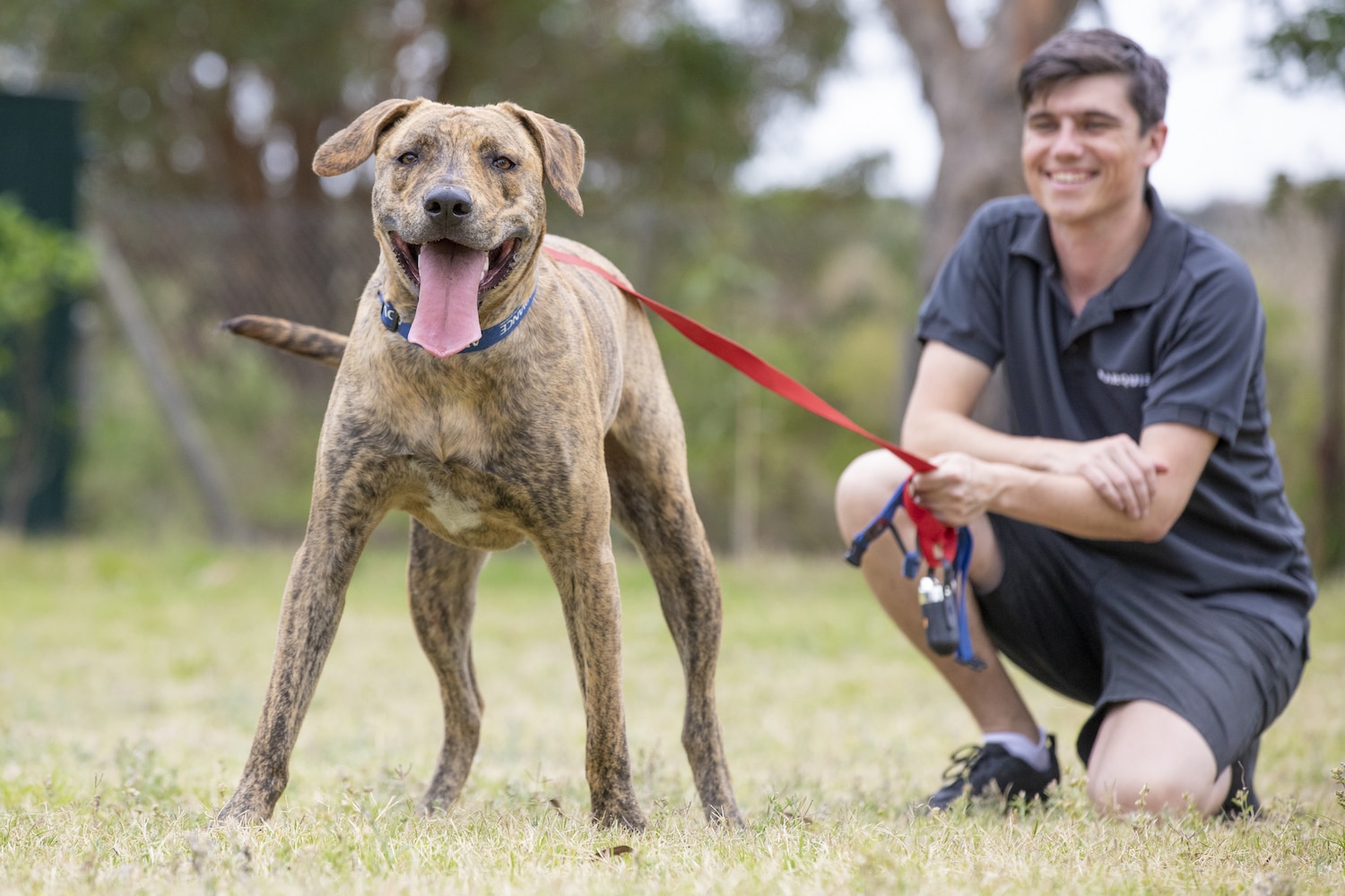 Dex is searching for his furever home Newcastle Weekly