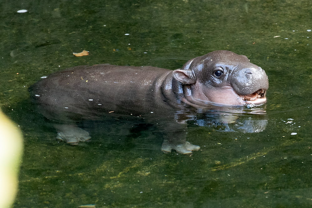 Pygmy hippo Taronga