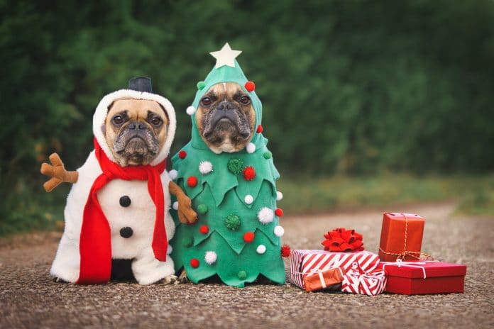 Dogs in Christmas costumes