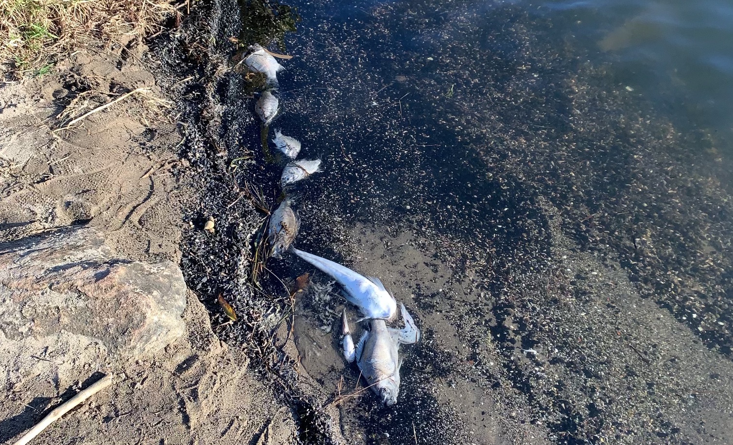 Fish kill in Lake Mac a 'natural event' Newcastle Weekly