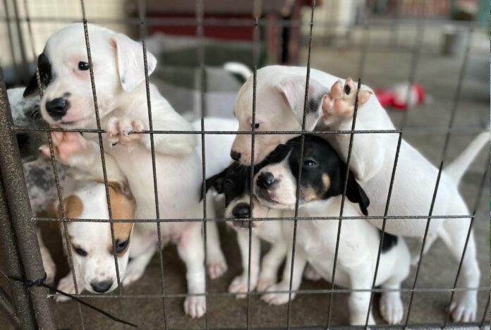 animal rescue
