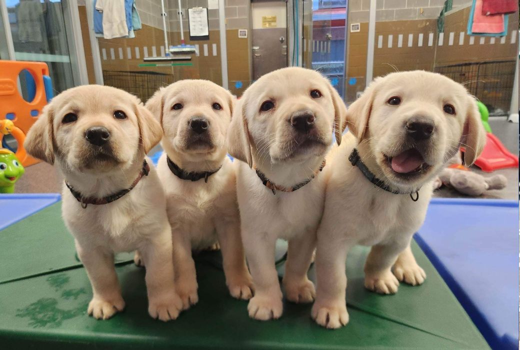 Vision Australia launches Seeing Eye Dogs 1 million goal Newcastle