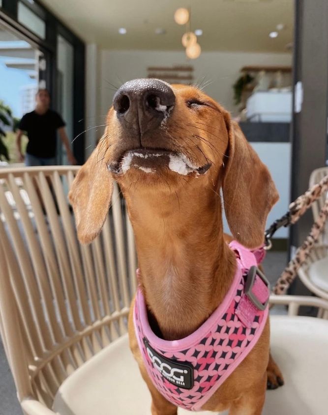 dog-friendly cafes