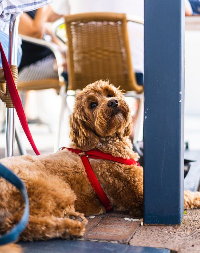DogFriendly Cafes Newcastle Weekly