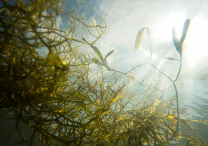 algae