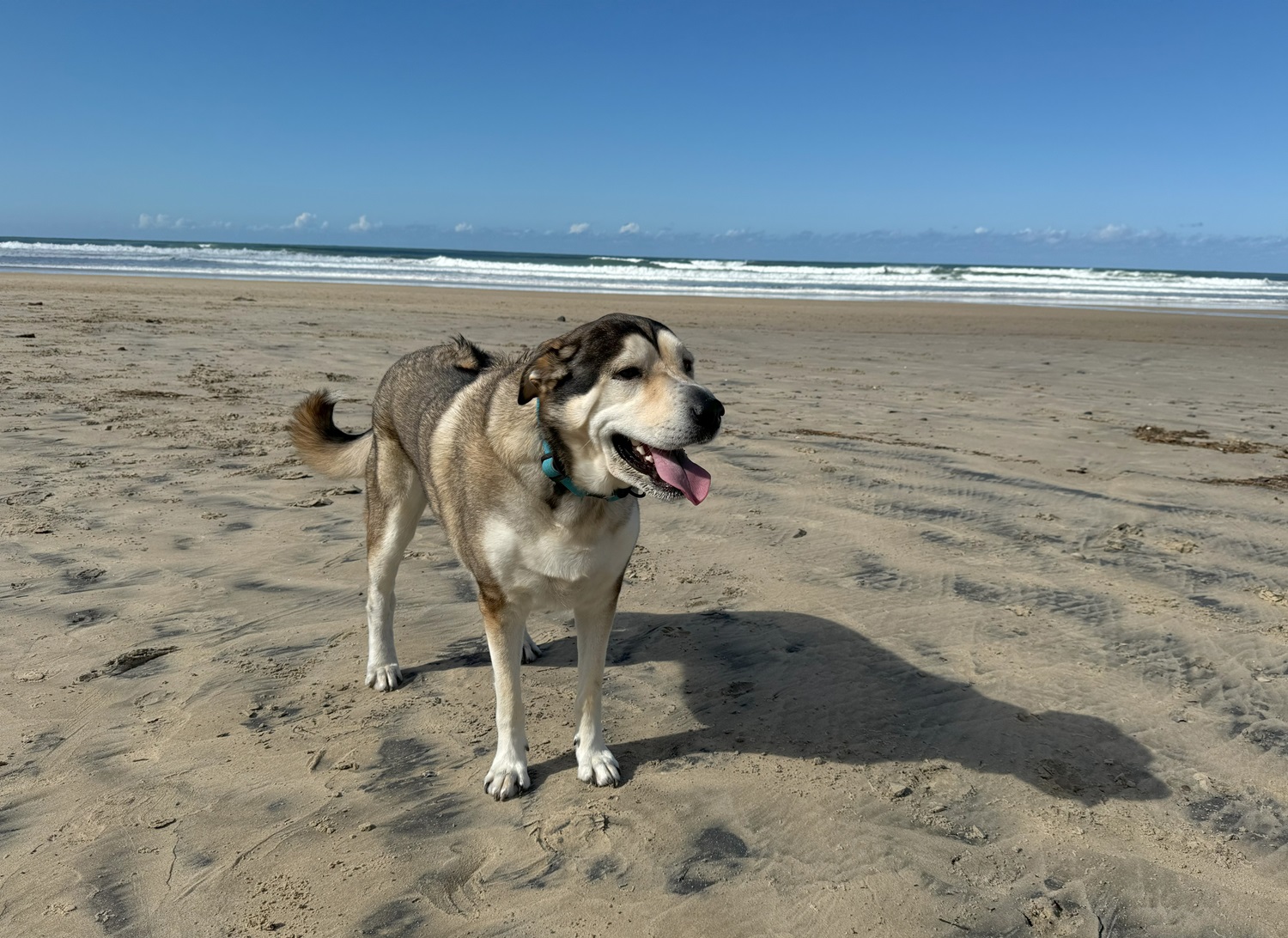 Pets of the Month - Newcastle Weekly