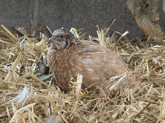 Quail Rspb Hunter RSPCA on the hunt for Quail-ity owners | Newcastle Weekly