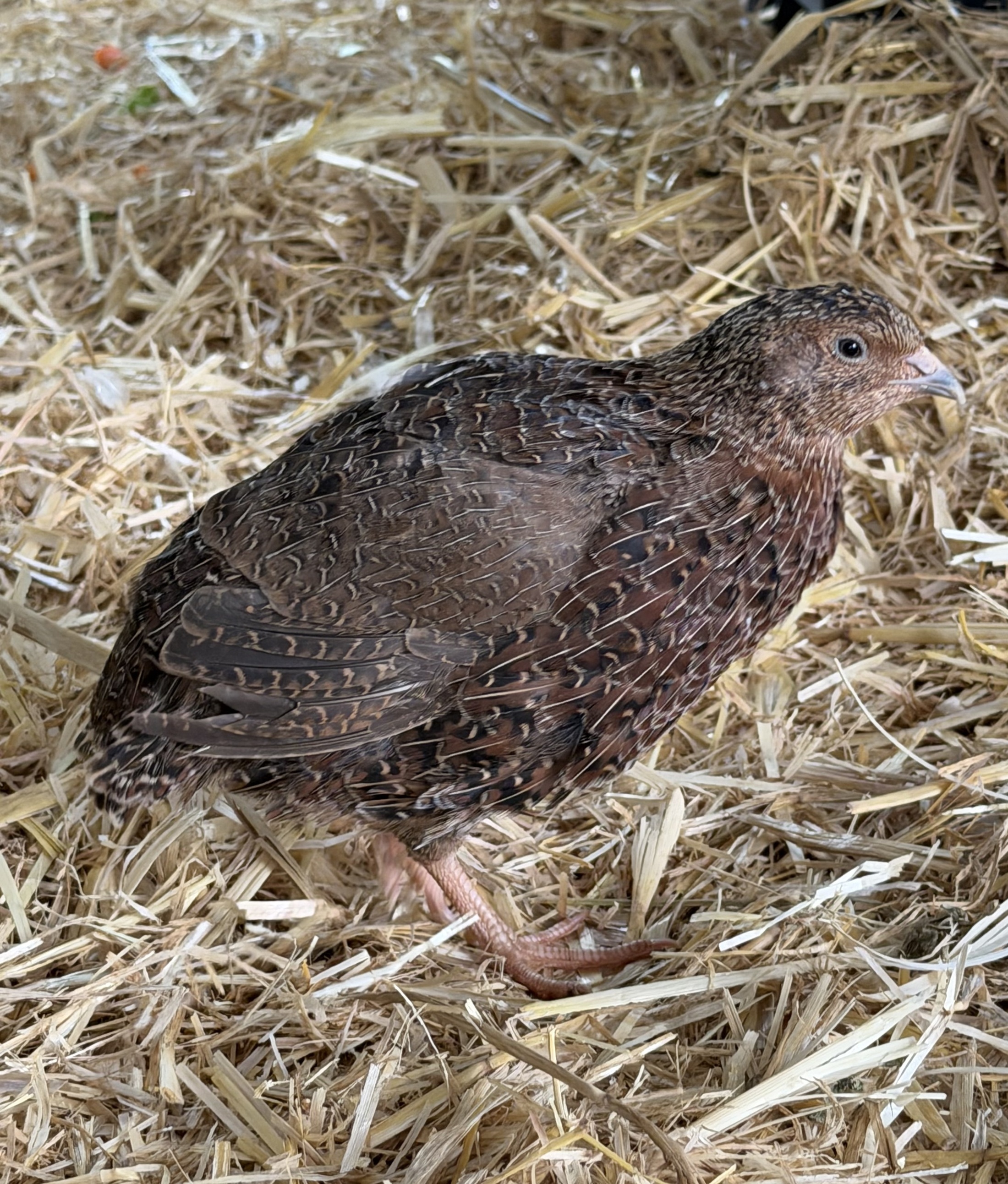 Quail Rspb Hunter RSPCA on the hunt for Quail-ity owners | Newcastle Weekly