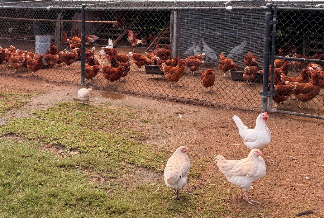 Poultry farmers maintain confidence in the Hunter